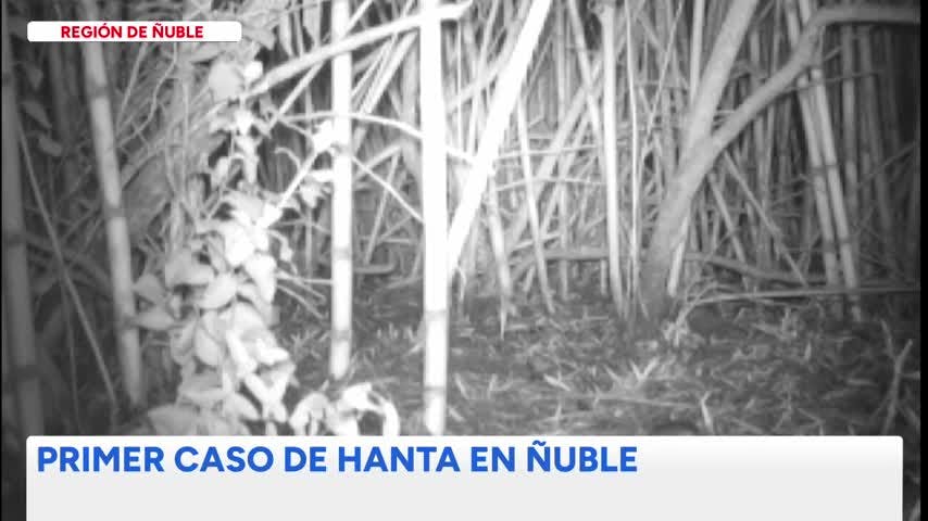 Confirman primer contagio por hanta en Ñuble