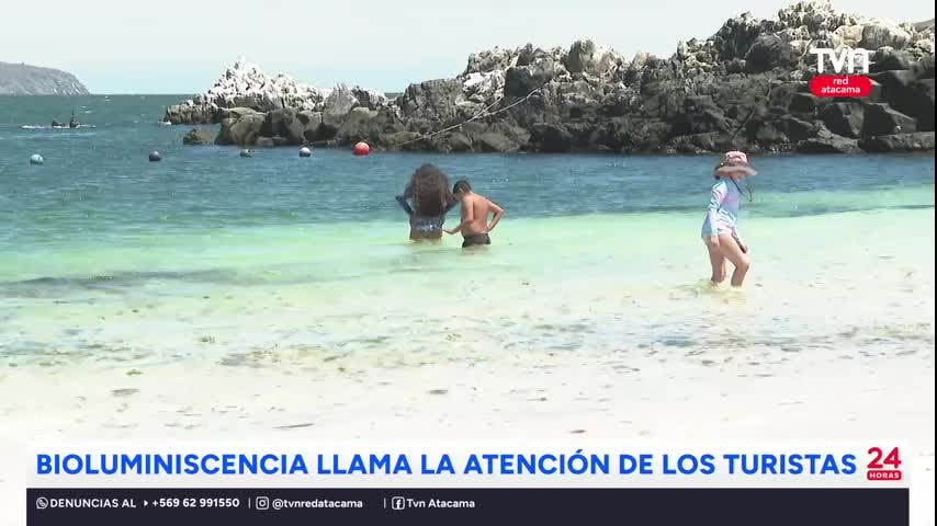 Bioluminiscencia llama la atención de los turistas