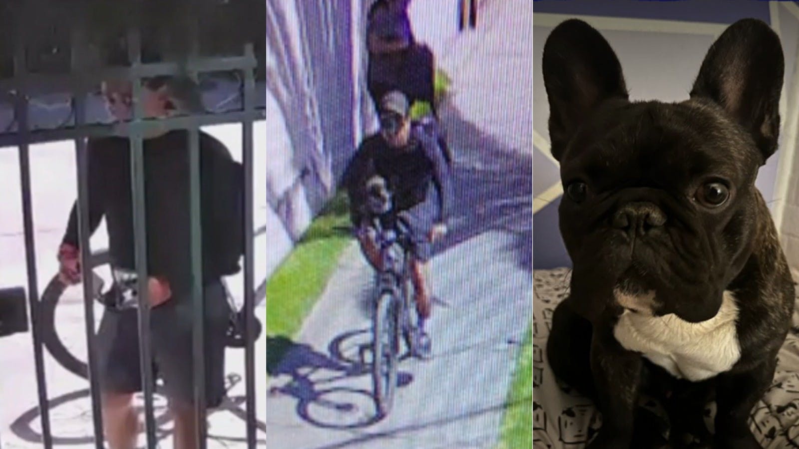 Ayudemos a encontrar a Jack: Miserable delincuente roba a perrito desde su casa en Maipú 