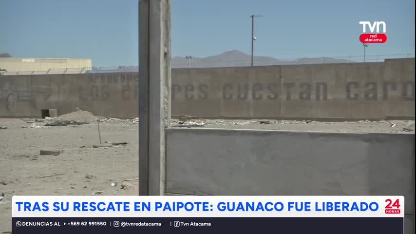 Guanaco rescatado fue reintegrado a su hábitat