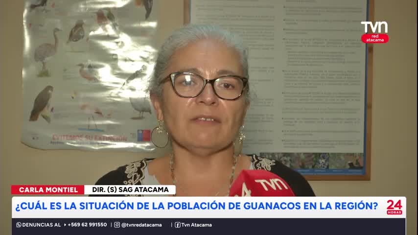 ¿Cuál es la situación de la población de guanacos en la región?