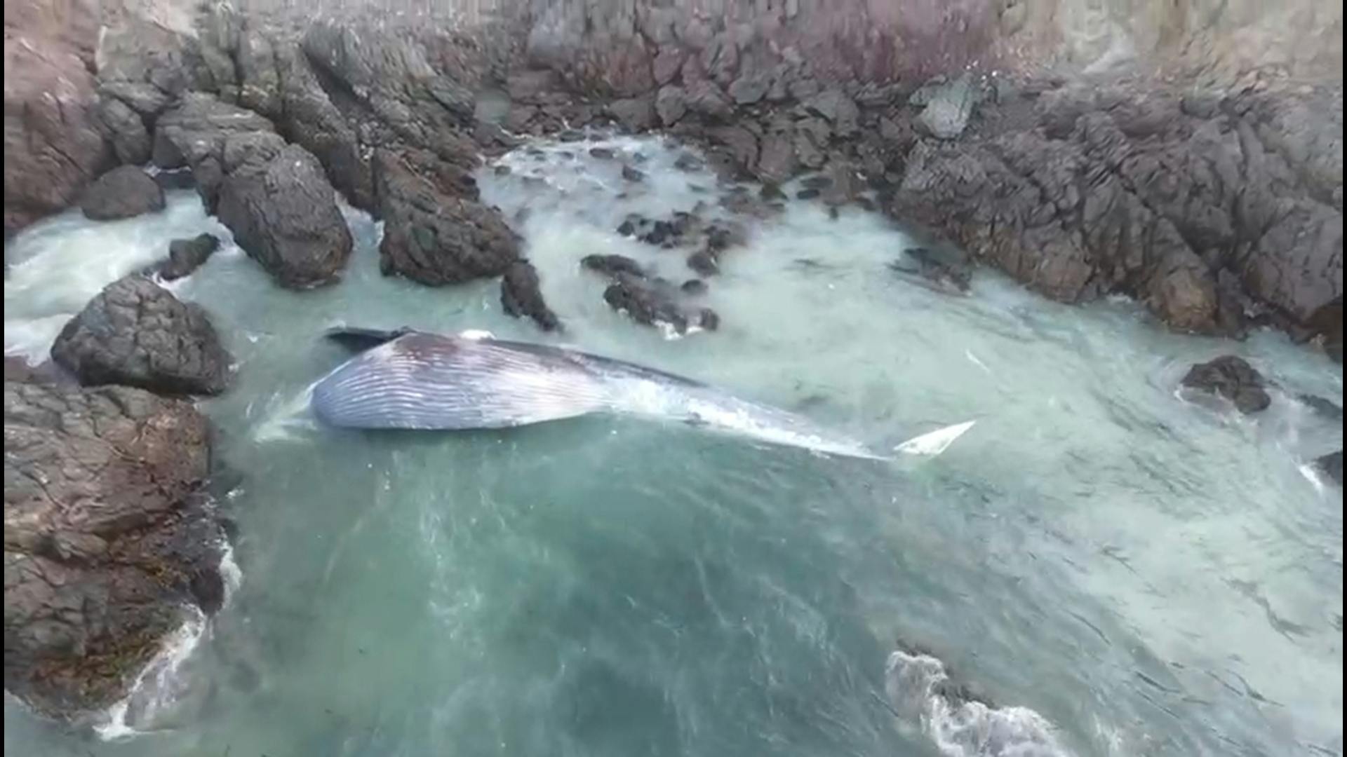 Muere ballena que varó cerca de Taltal  