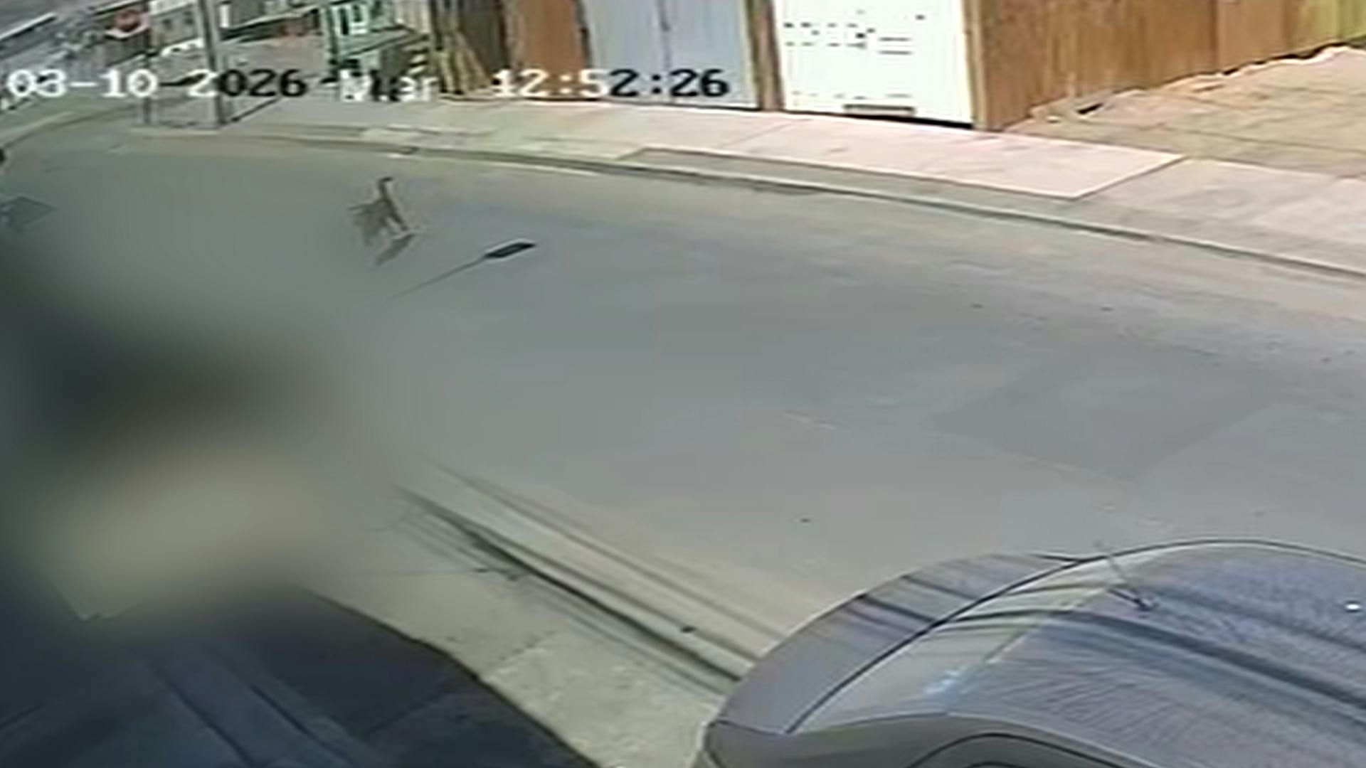 Preocupación genera aumento de ataques de perros