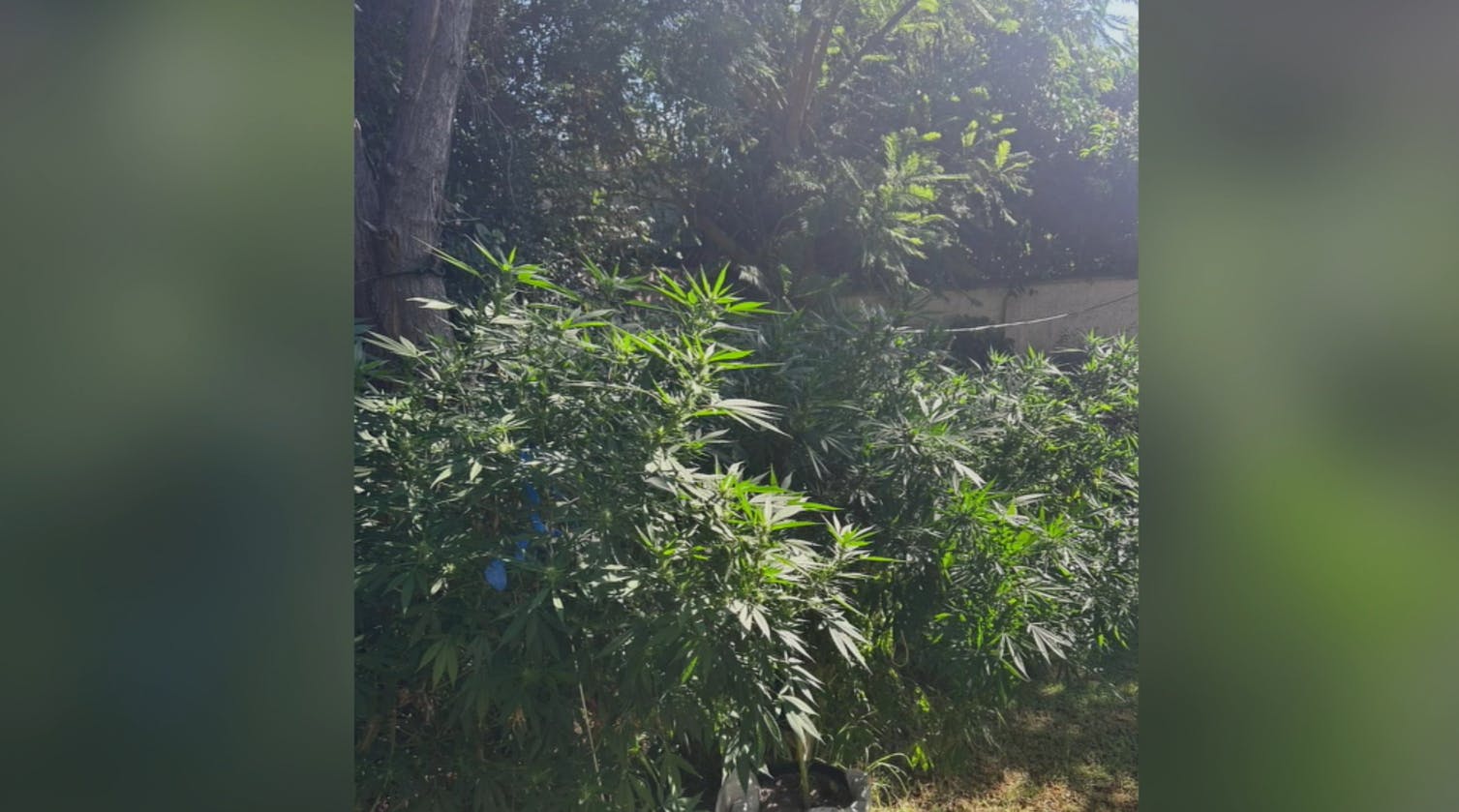 Denunció robo en su casa y terminó detenida por cultivo de marihuana 