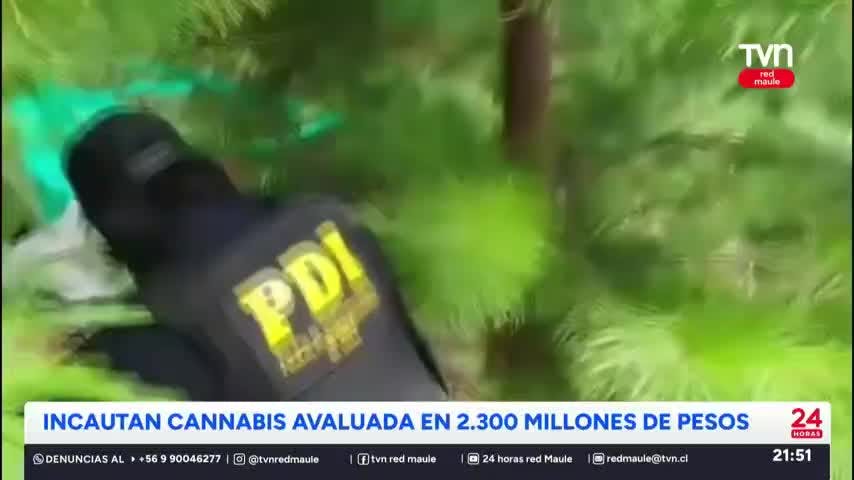 Incautan cannabis en pre cordillera de Molina