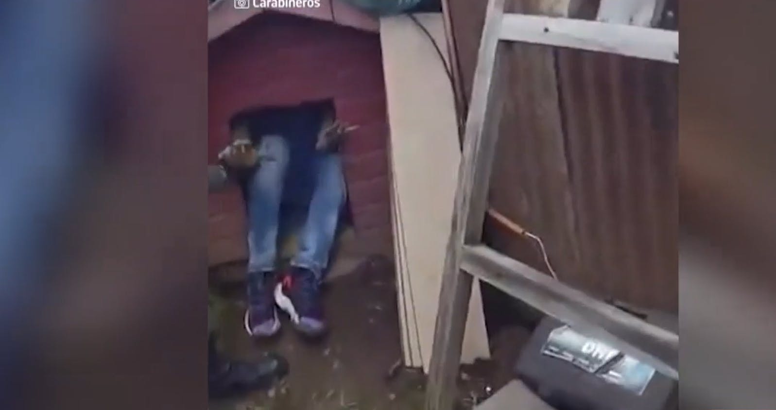 Se escondió en casa de perro: Carabineros detiene al primer "delincuente therian" en Valdivia 