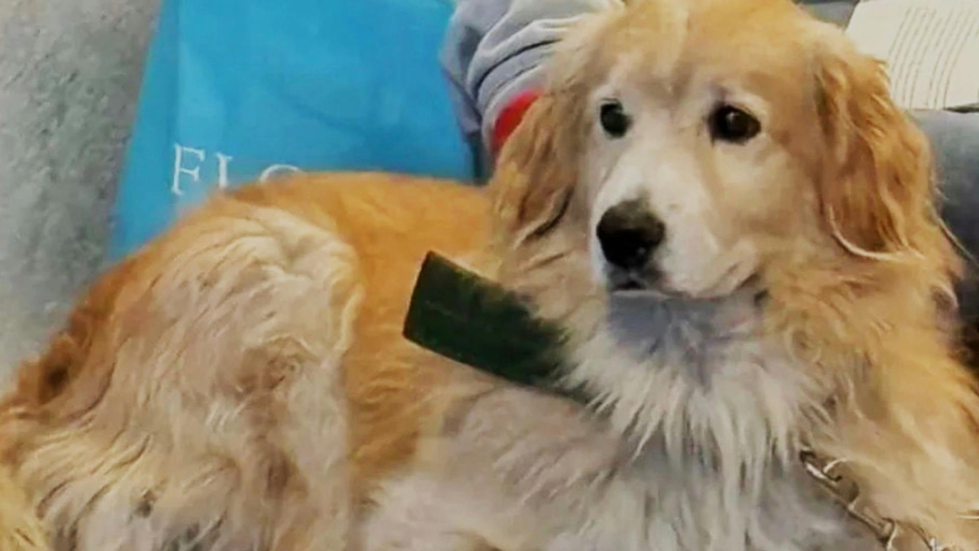 Perro fallece electrocutado en Viña del mar