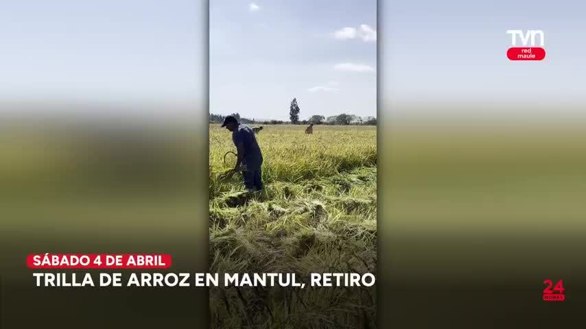 Panoramas familiares en el Maule