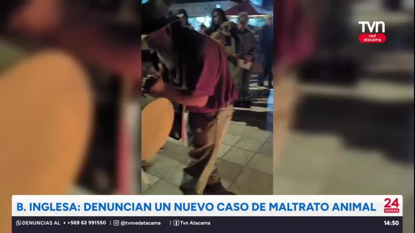 B. Inglesa: Denuncian un nuevo caso de maltrato animal