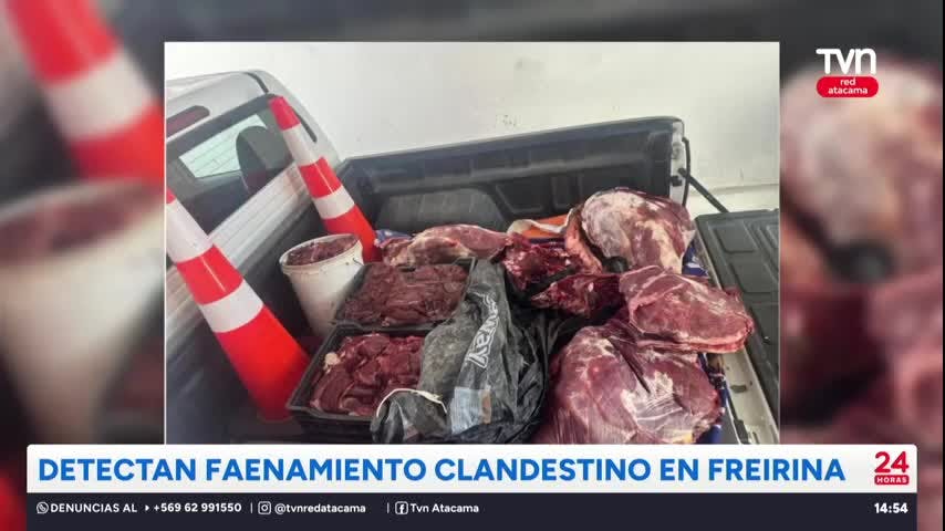 Detectan faenamiento clandestino en Freirina