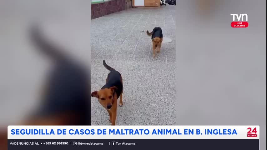 B. Inglesa: Buscan a responsables en casos de maltrato animal