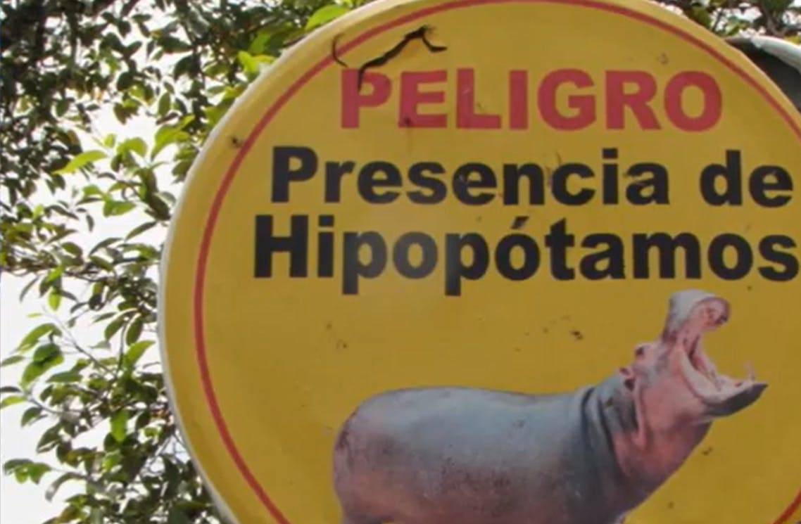 "Especie invasora": Aprueban eutanasia para hipopótamos de Pablo Escobar 