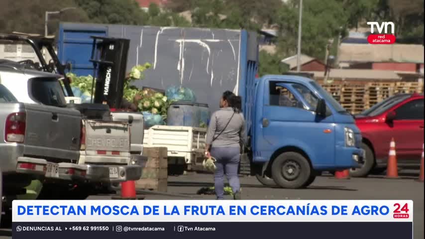 Copíapó: Detectan mosca de la fruta en cercanías de agro