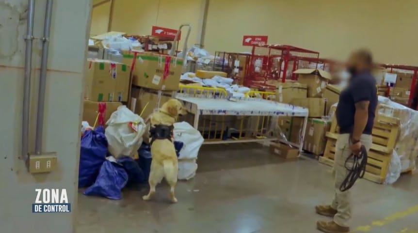 Perro antidrogas detecta 1,4 kilos de ketamina oculta en encomienda internacional en el aeropuerto de Santiago