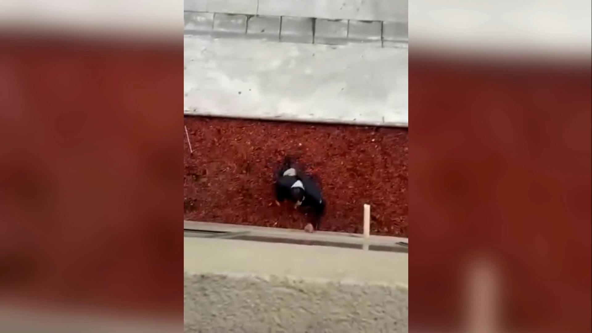Hualpén: investigan supuesto caso de maltrato animal grabado por vecinos