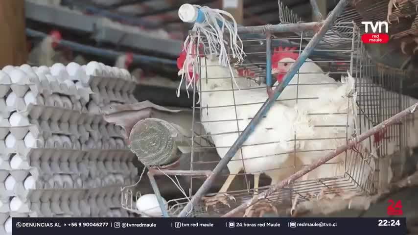 Alerta temprana preventiva por presencia de variante H5N1 en San Clemente 