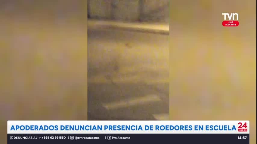 Apoderados denuncian presencia de roedores en escuela