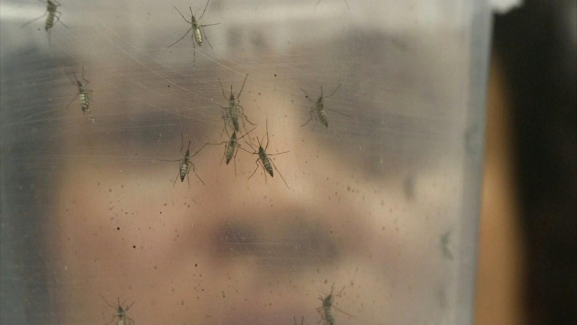 Síntesis regional de noticias: detectan larva del zancudo aedes aegypti