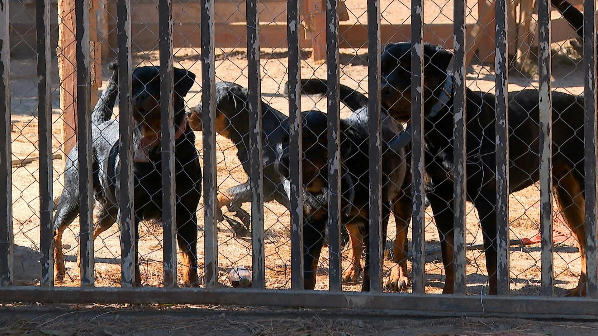 Ataque de perros en Laguna Verde deja en evidencia riesgo para la comunidad
