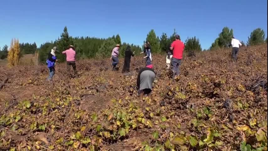 Santa Juana celebró la Fiesta de la Vendimia 