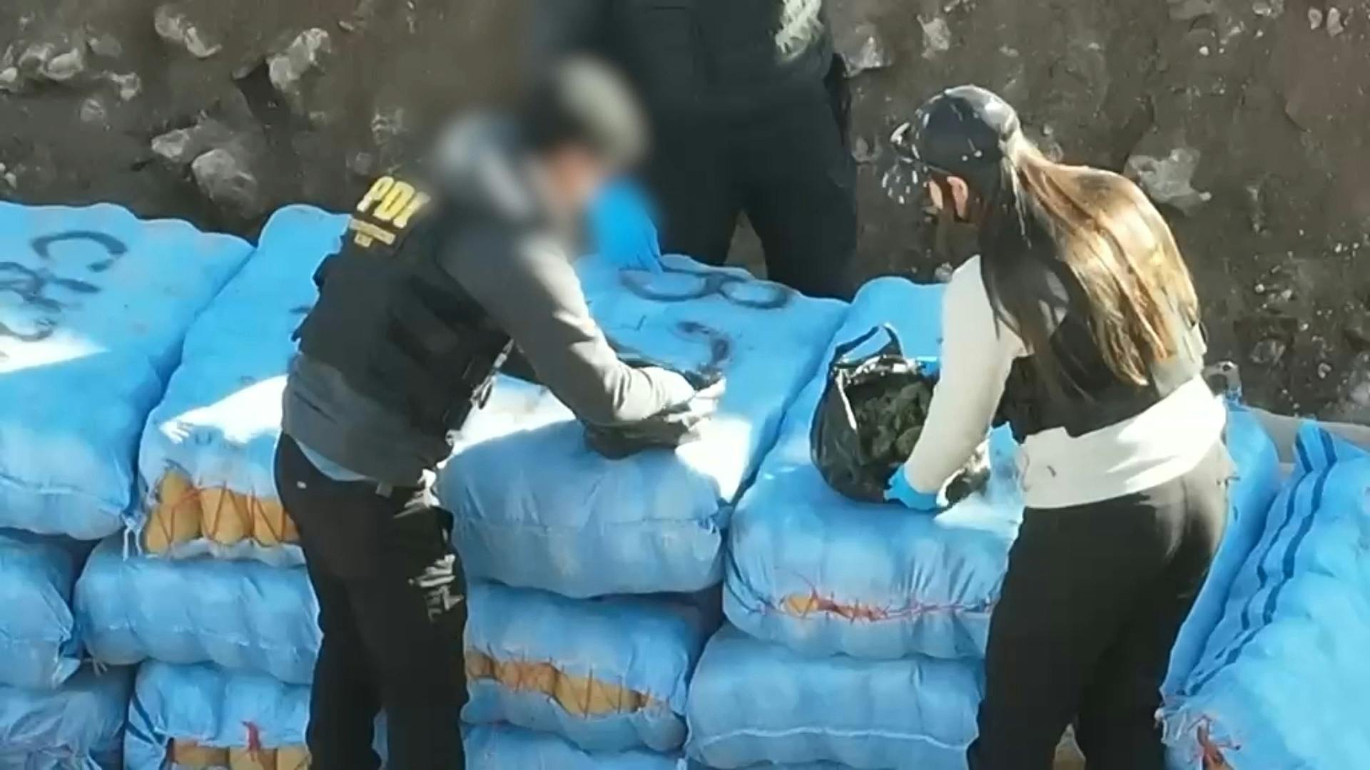 Más de media tonelada de marihuana decomisó la PDI