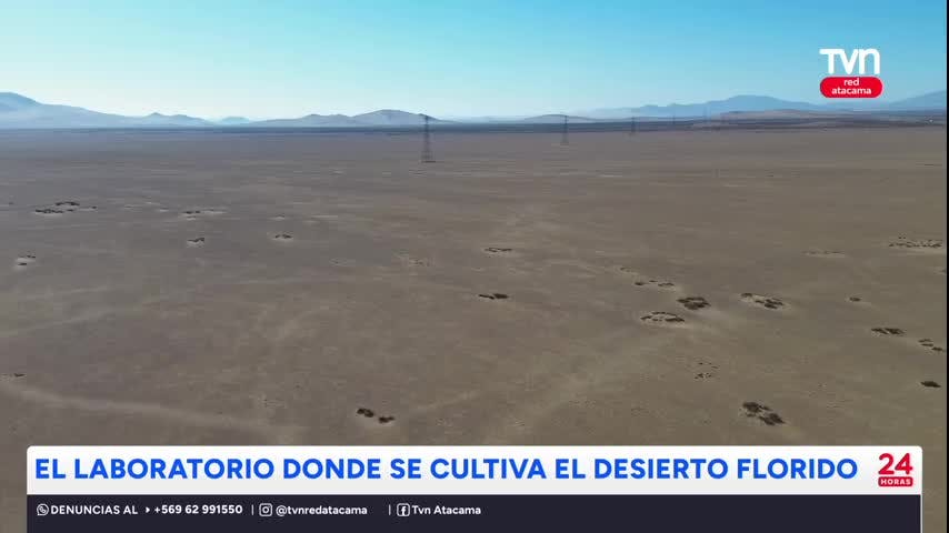 Buscan propagar flores del desierto florido