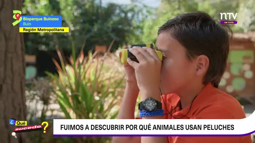 Tras historia de monito Punch: ¿Por qué los animales usan peluches de apego?