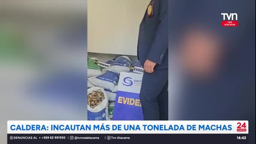 Caldera: Incautan más de una tonelada de machas
