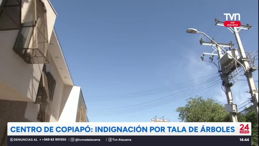 Indignación por tala de árboles en el centro de Copiapó