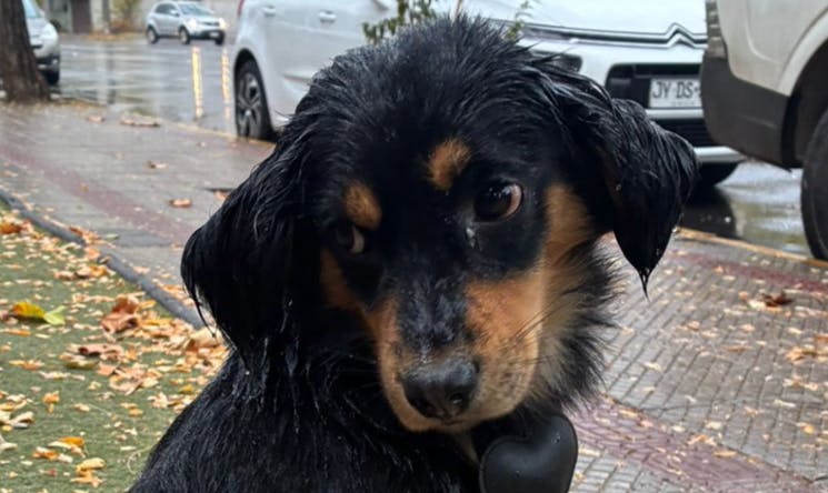 ¡Buscamos a los humanos de este perrito!
