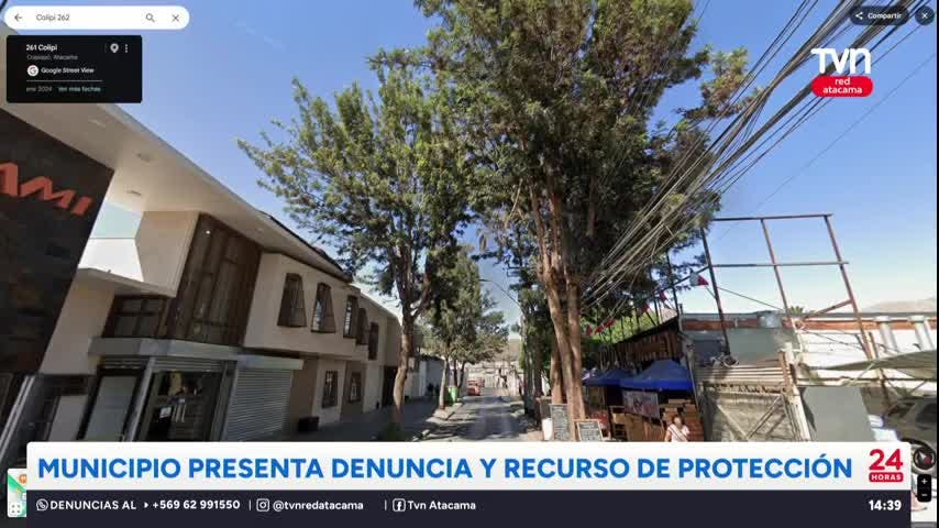 Municipio de Copiapó presenta acciones judiciales por tala de árboles