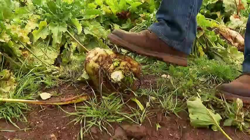 Se acaba la producción de azúcar de remolacha en Chile
