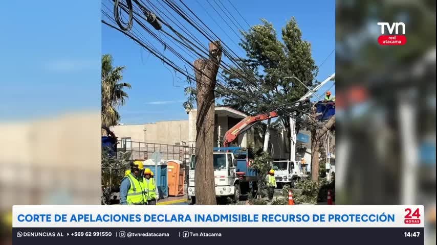 Tala de árboles: Declaran inadmisible recurso de protección