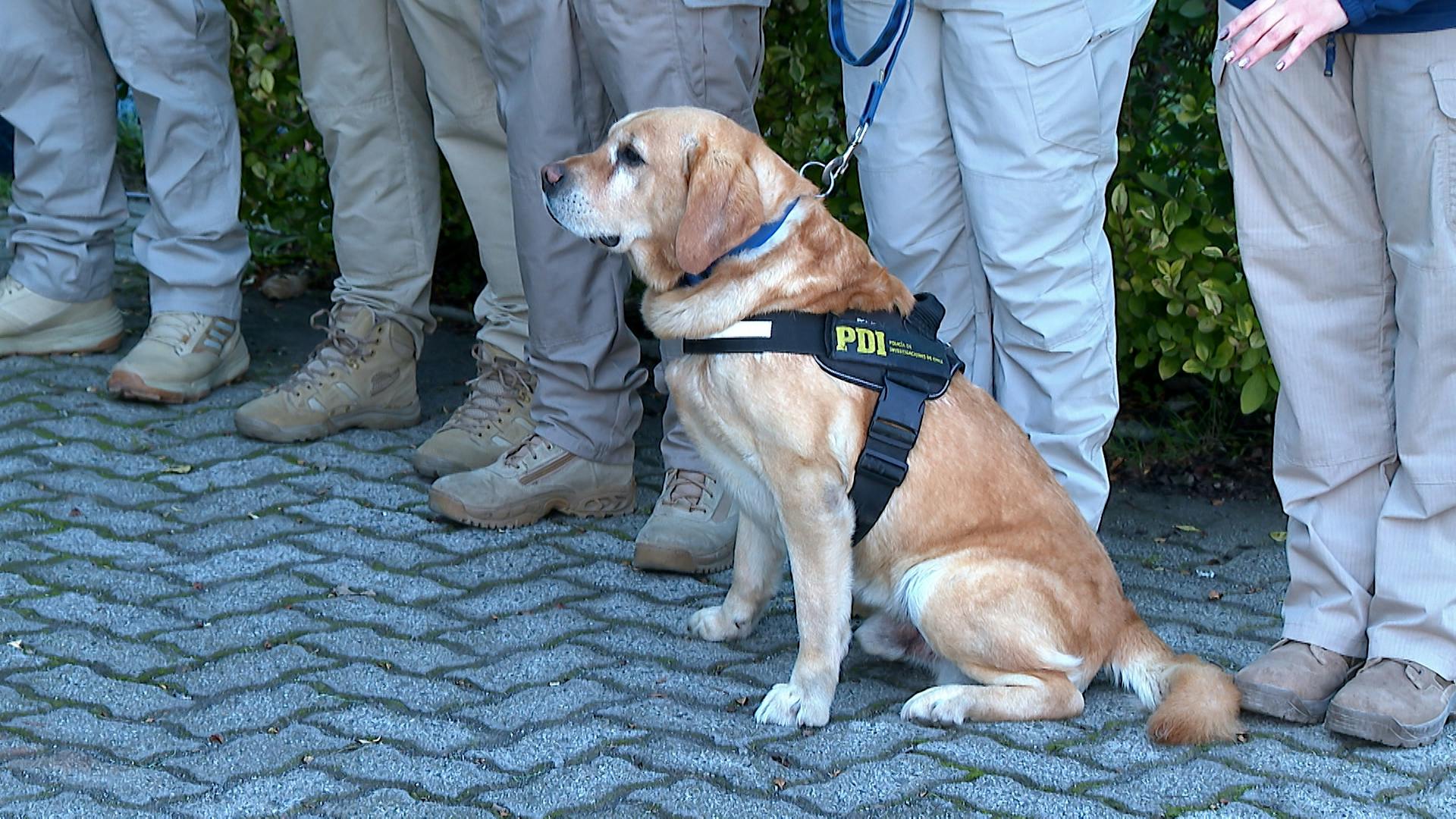Tras decomisar 1.800 kilos de droga perro PDI pasa a retiro