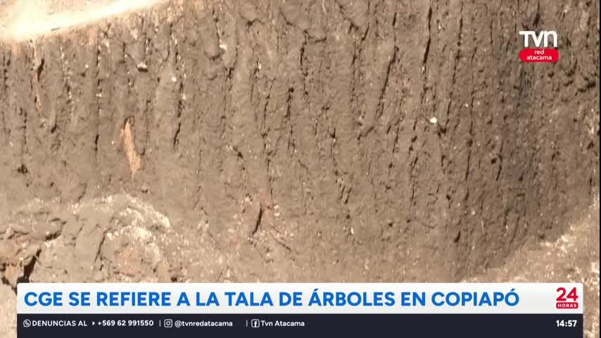 CGE se refiere a la tala de árboles en Copiapó