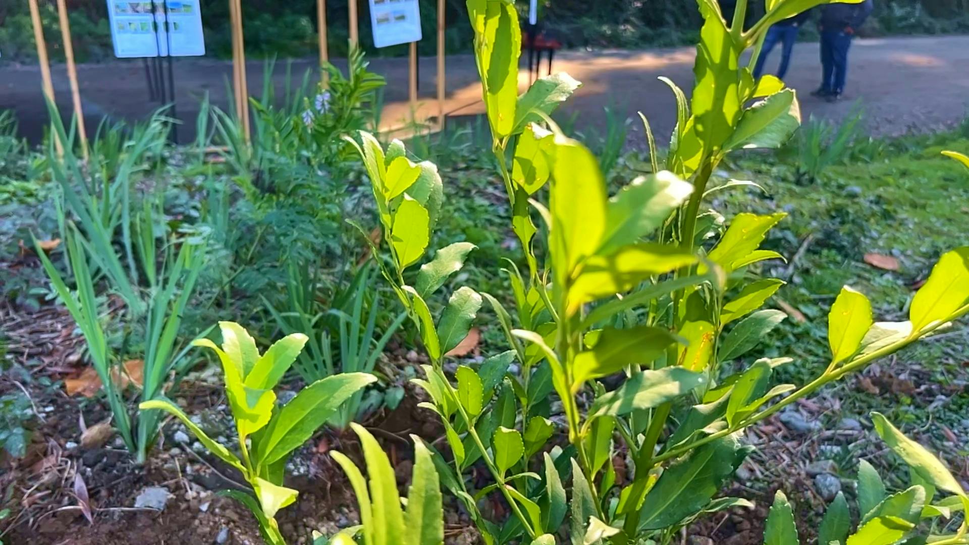 Plantan el primer árbol del "Vivero Educativo UBB"