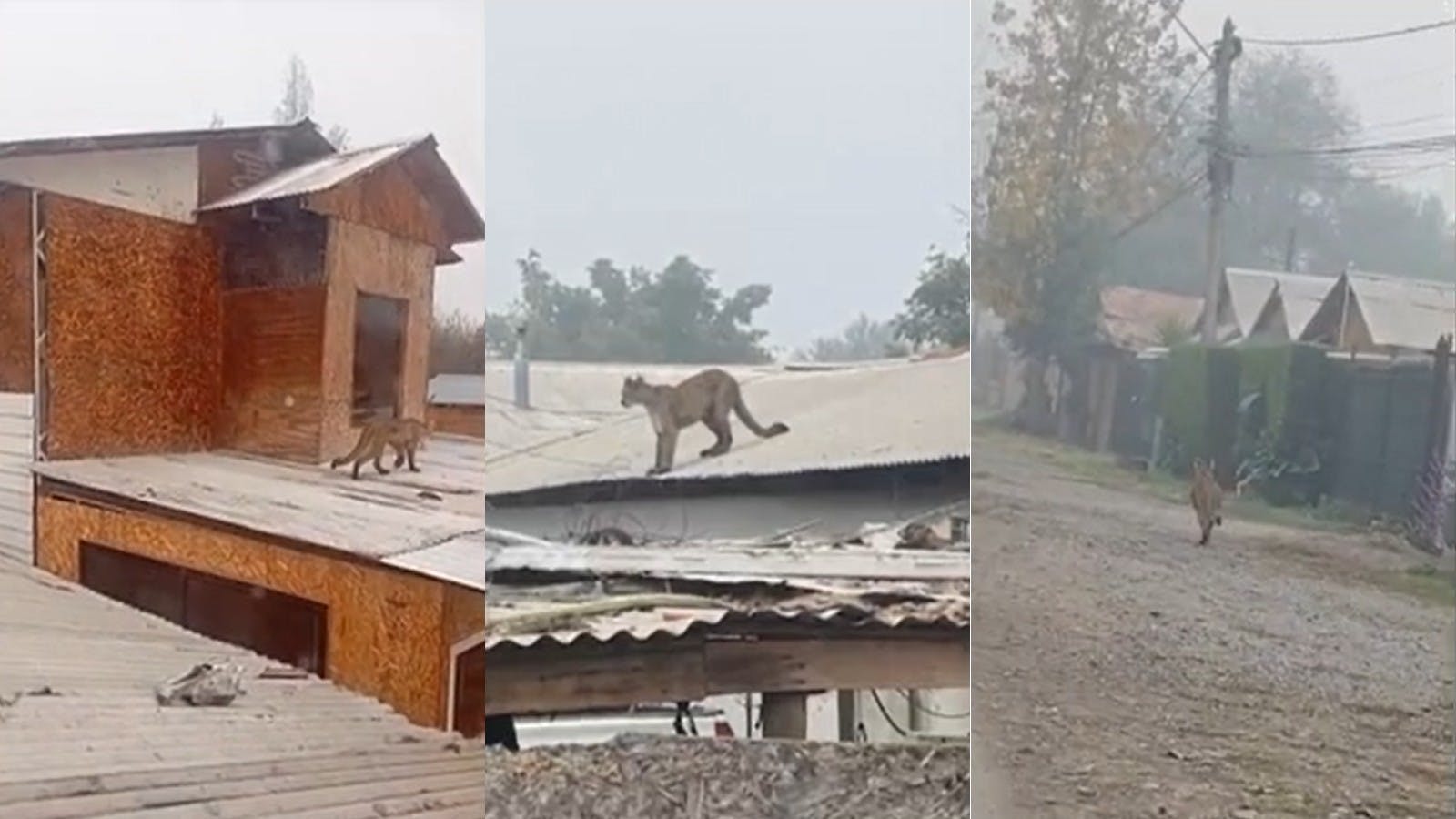 Un puma sorprende a los habitantes de Paine