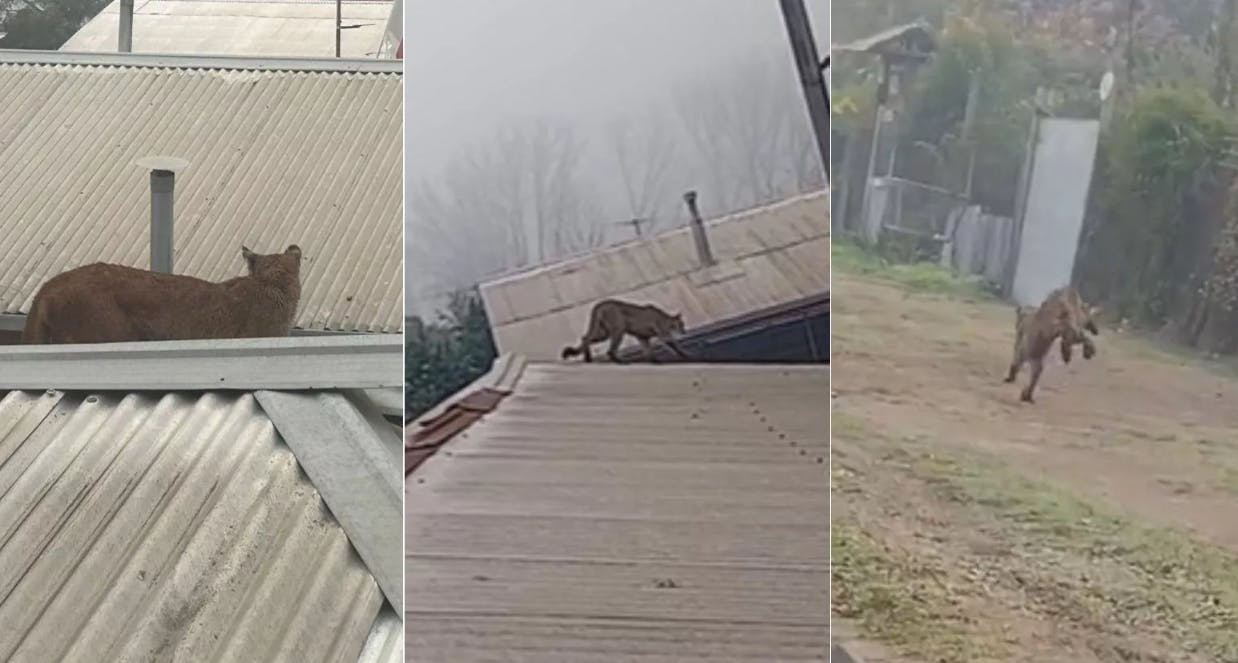 "No darle la espalda": Entregan recomendaciones si nos encontramos con un puma 