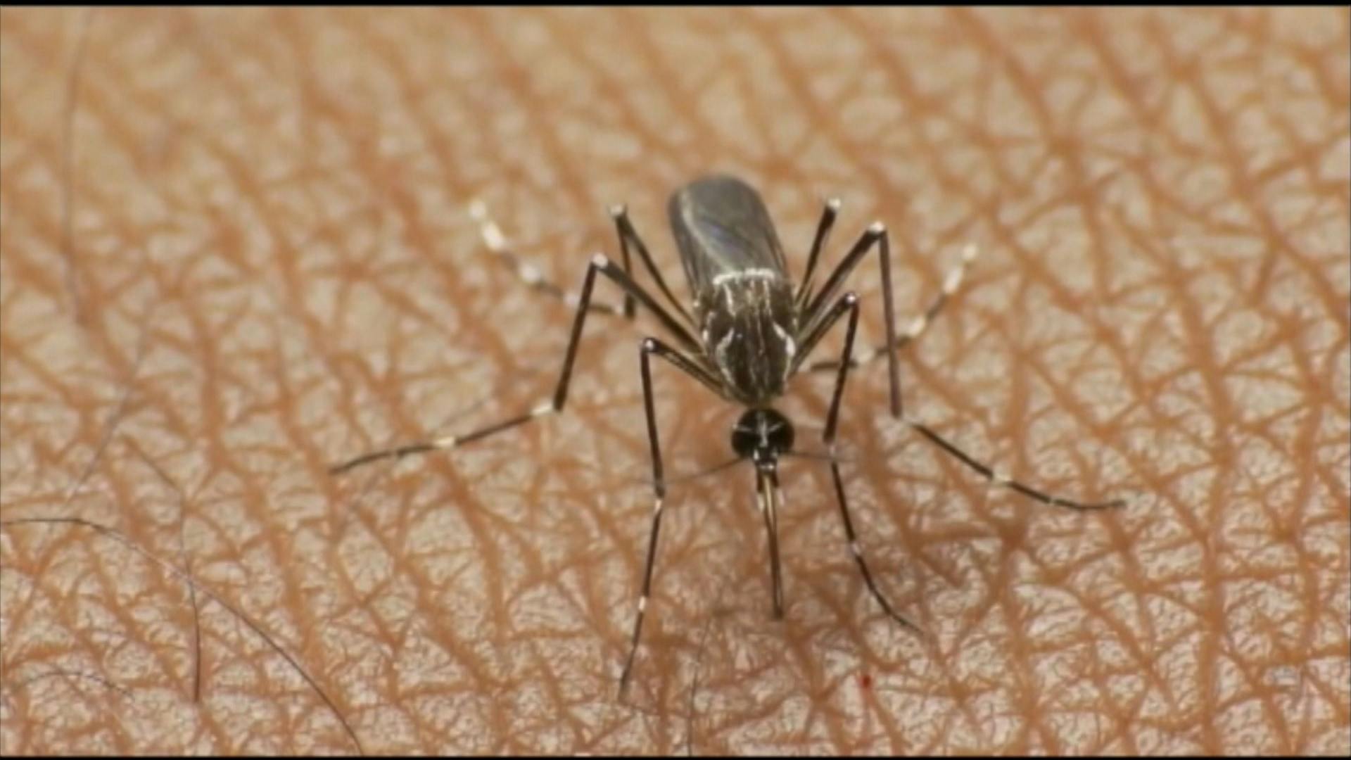 Activan alerta tras hallazgo del mosquito de la fiebre amarilla