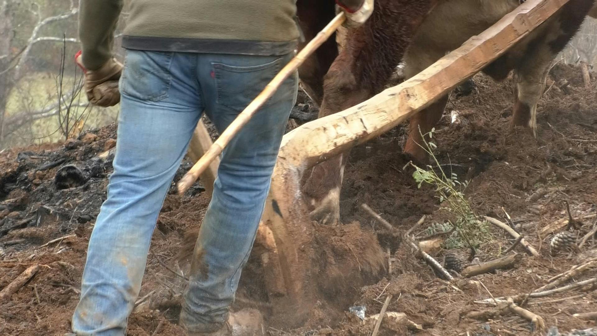Mingaco de la siembra del trigo en La Generala