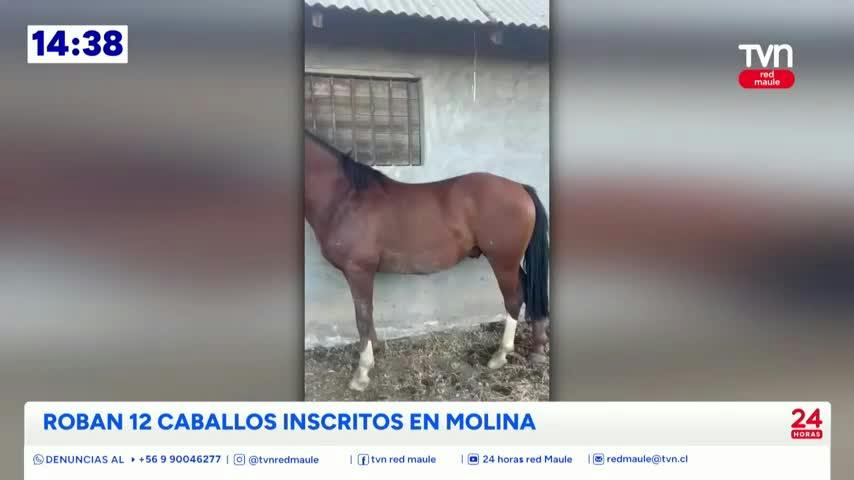 Millonario robo de caballos chilenos inscritos en Molina