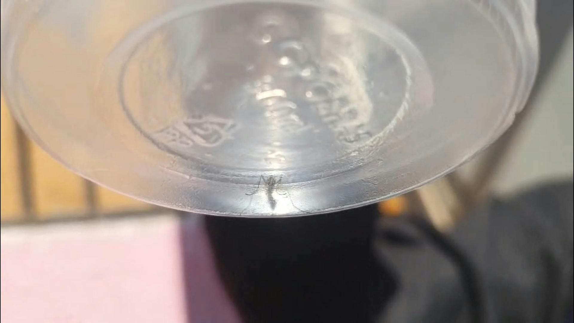 En Antofagasta aumenta la detección de focos con la presencia del mosquito aedes aegypti