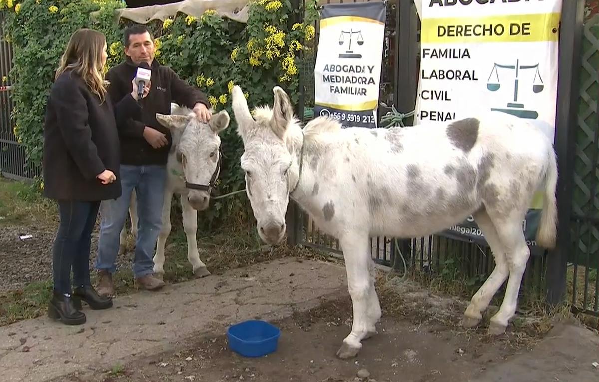 La gran historia de "Luis Miguel" y "Moonray": Burritos escaparon, vandalizaron almacén y se reencontraron con su dueña