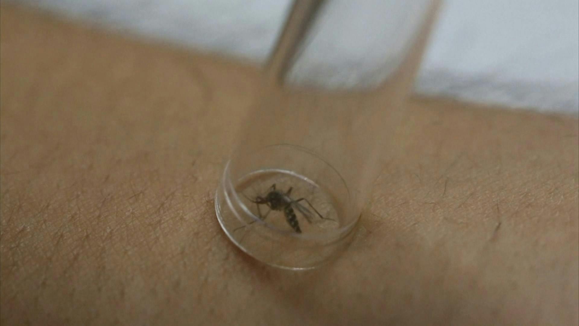 Síntesis regional de noticias: a doce aumentan los focos de mosquito aedesa egypti