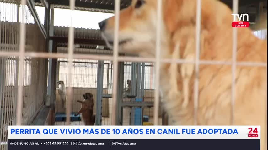 Perrita que vivió más de 10 años en canil fue adoptada