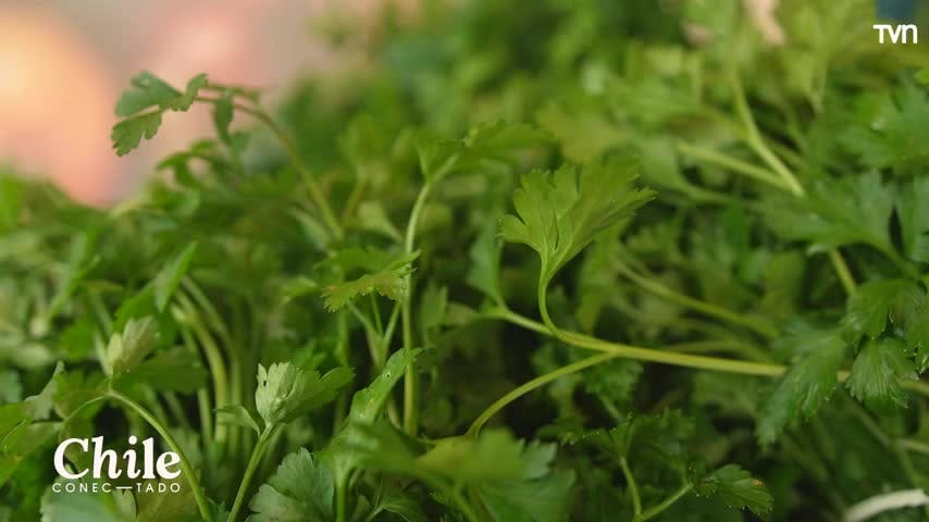 Una planta con sabor único: María Luisa conoce el vinagrillo