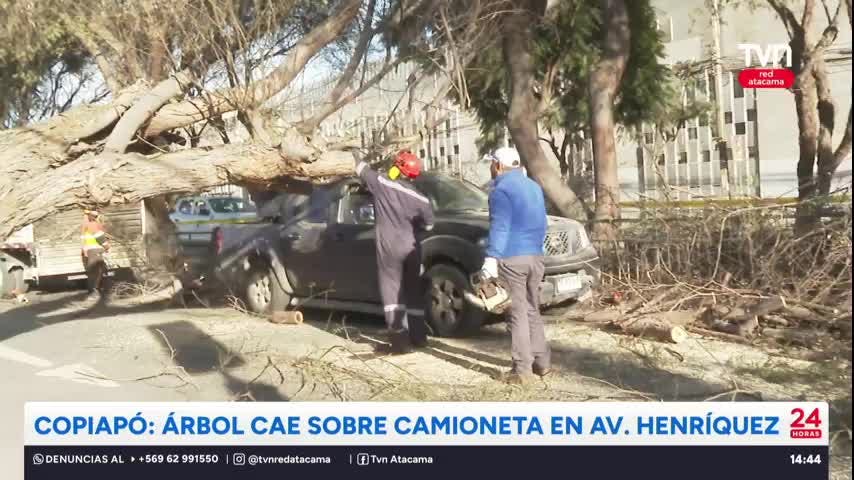 Copiapó: Árbol cae sobre camioneta en Avenida Henríquez