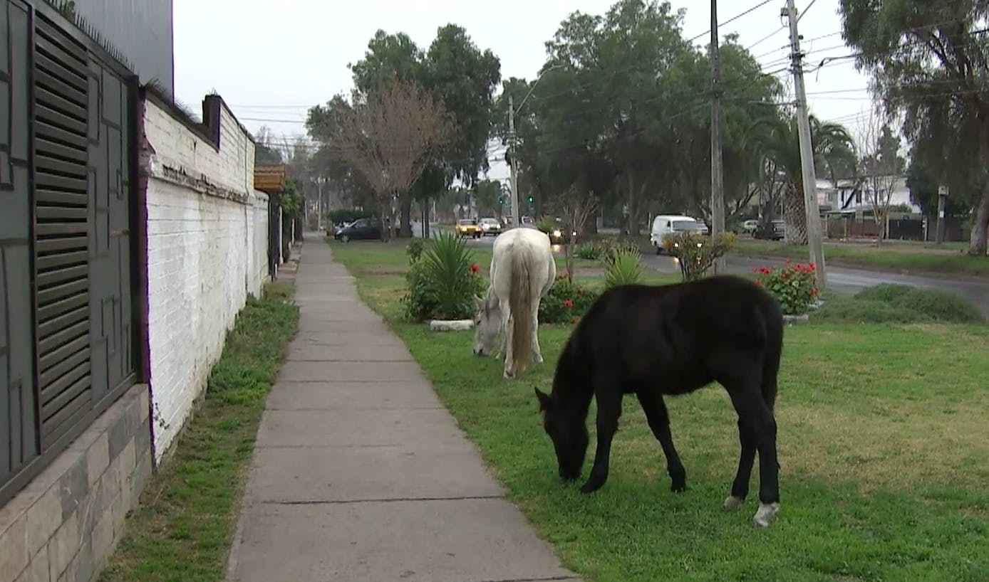 Caballos sueltos causan indignación entre los vecinos de barrio de Maipú 