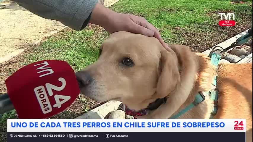 Uno de cada tres perros sufre sobrepeso en Chile