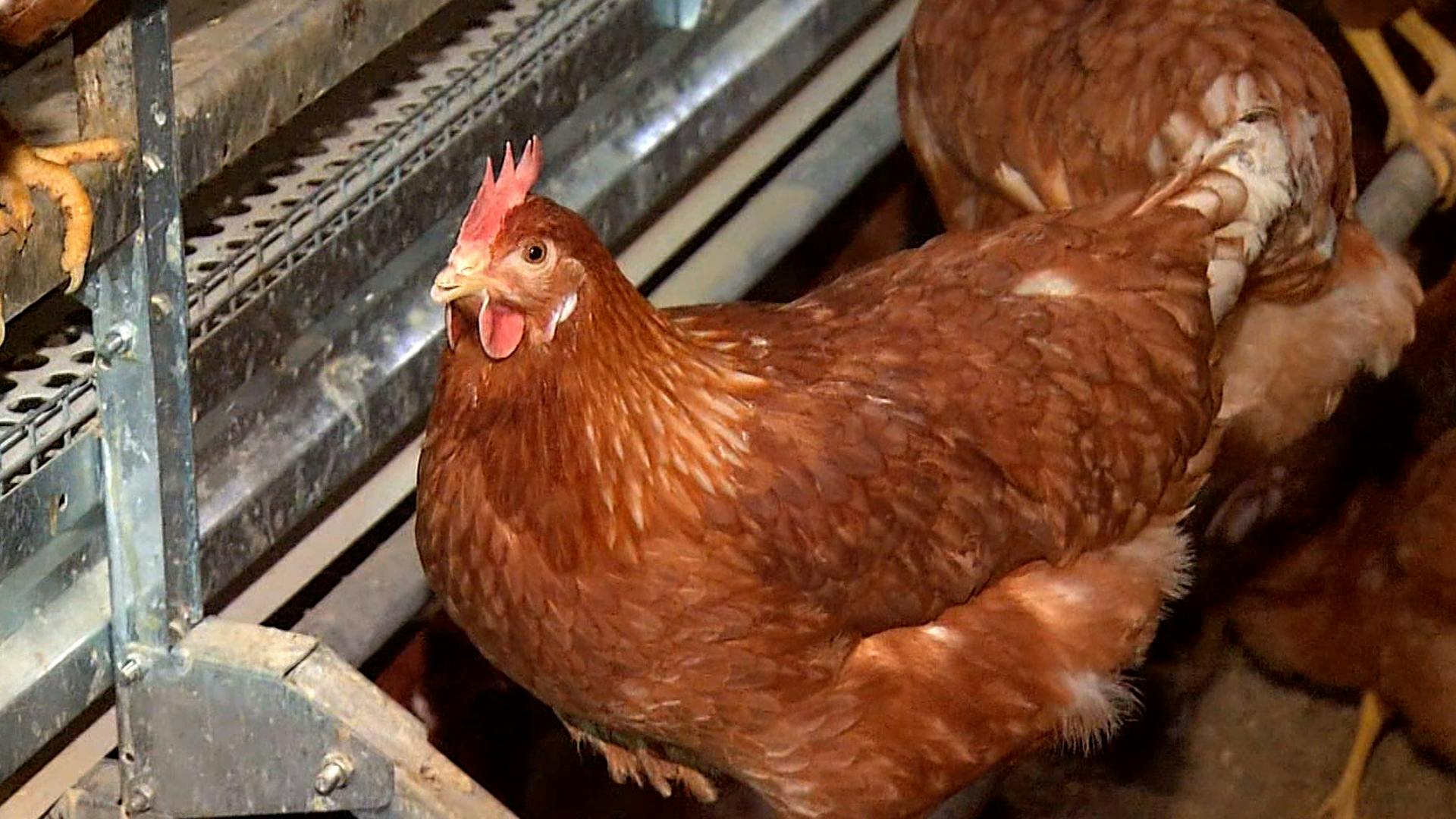 Capacitan a agricultores para evitar la gripe aviar en Santa Bárbara